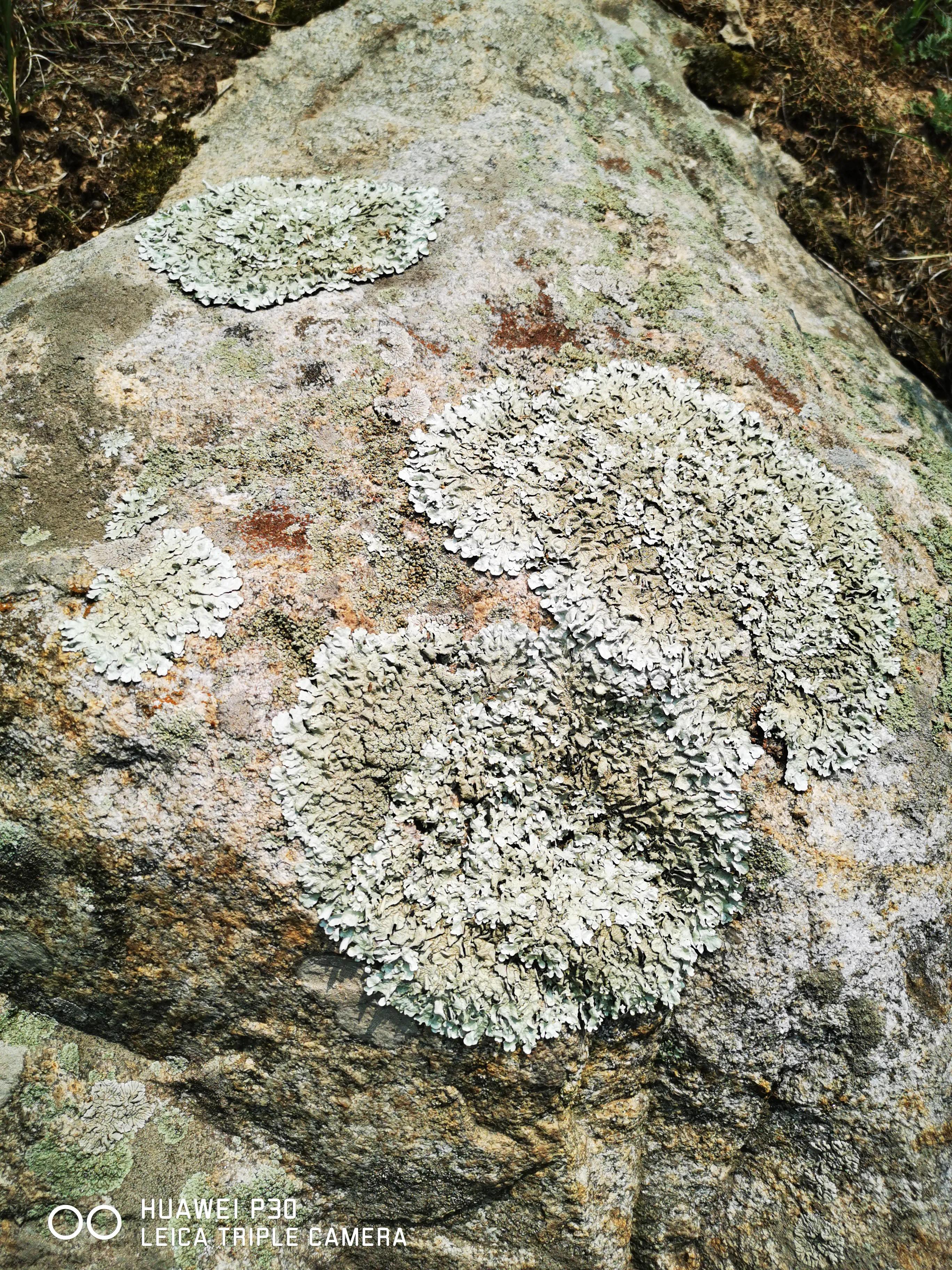 一朵花的守候——七峪沟纪行