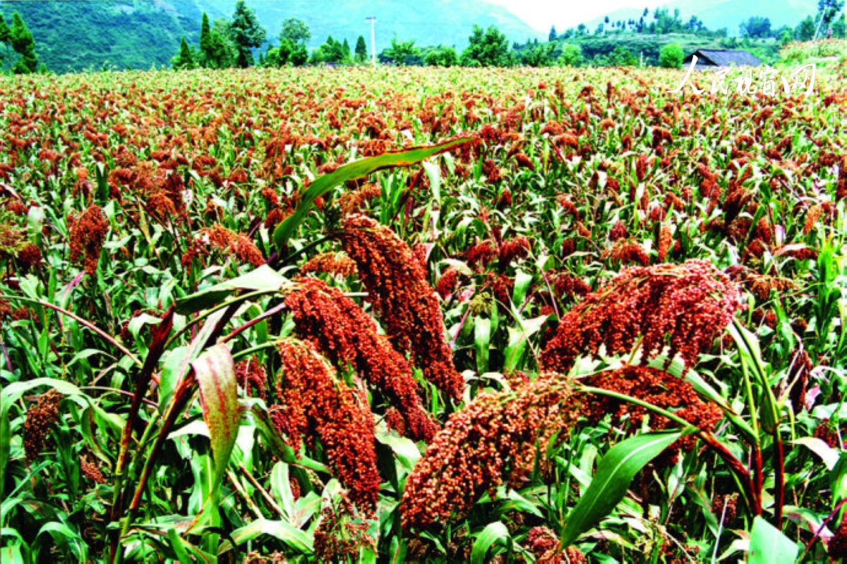 安康市恒口示范区百日大会战,安康市恒口示范区成立始末