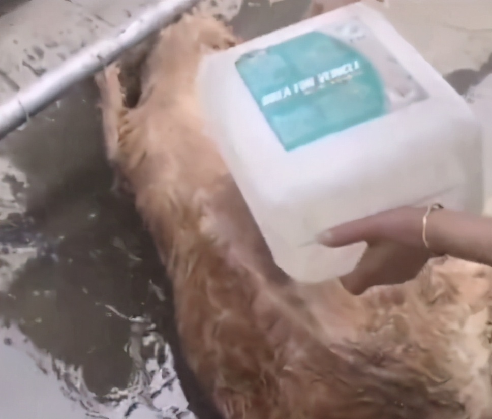 狗狗常见的病怎么预防,狗狗生病了怎么预防