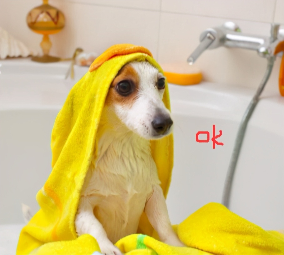 狗狗为什么抗拒洗澡,狗狗为什么抗拒在卫生间上厕所