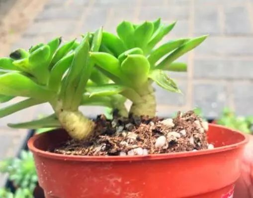 多肉长小黑飞介壳虫用什么药最好,多肉长蚧壳虫应该怎么处理