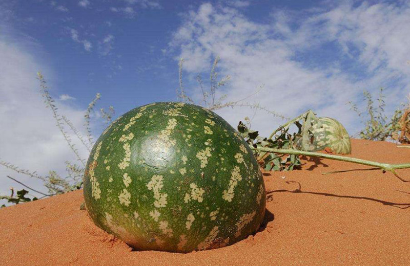 去沙漠不能摘西瓜吗,在沙漠里口渴去哪里喝水