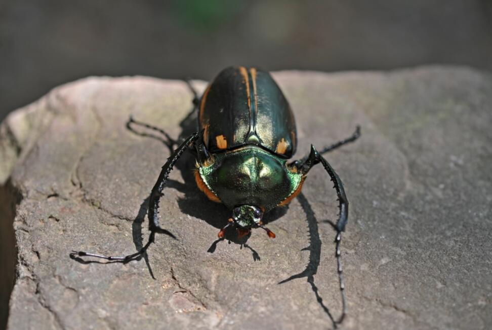 阳彩臂金龟灭绝原因,靖安县发现阳彩臂金龟