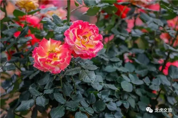 南京溧水千亩玫瑰,南京玫瑰园千亩花海迎来盛花期