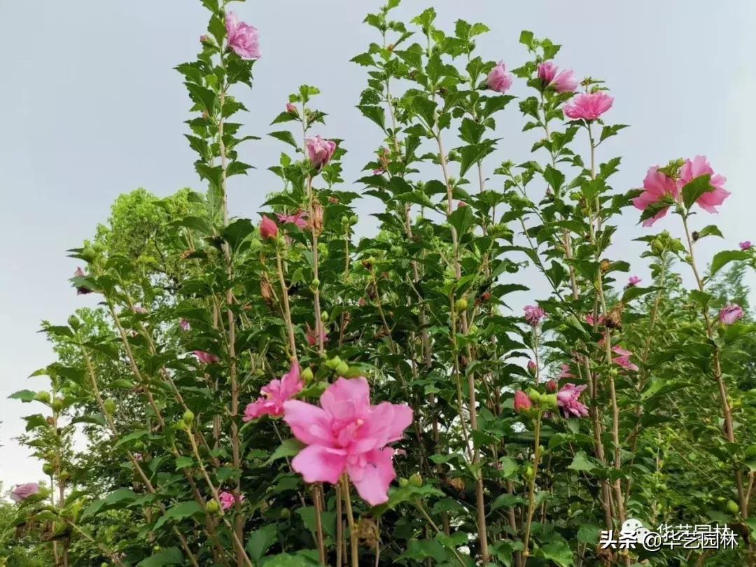 白露的诗句露从今夜白,白露至凉风起且看露从今夜白