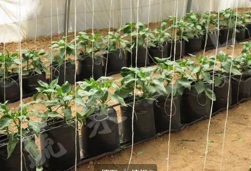 西红柿无土栽培技术,无土栽培分为哪两类