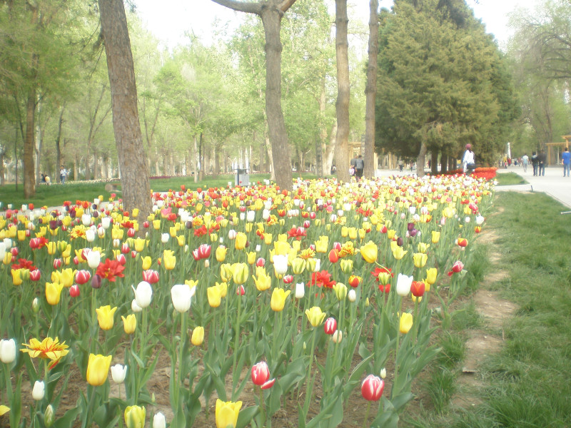郁金香花开万朵图片,郁金香花开惹人醉
