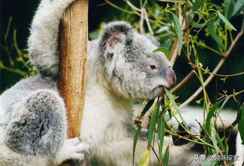 澳大利亚桉树怕火烧吗,火灾后的澳大利亚