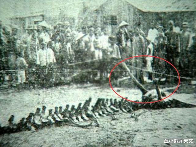 上古神兽龙真实存在过吗,自然传奇的奇异神兽龙是真的吗