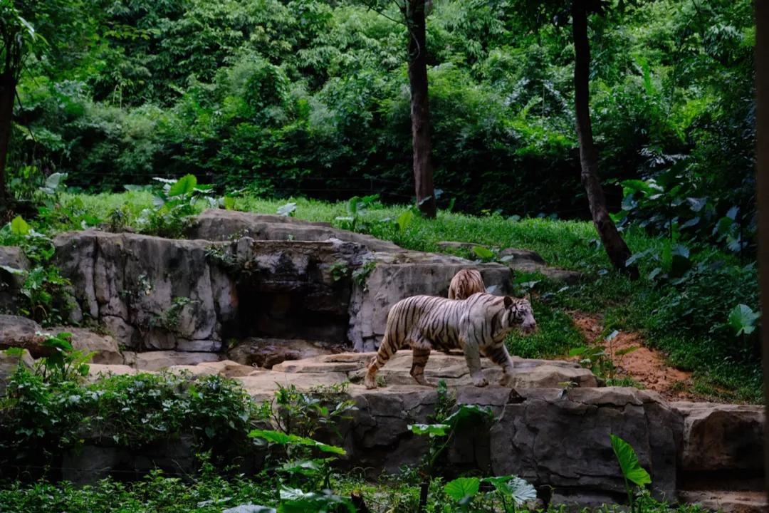 广州长隆最省钱玩法,最实惠广州长隆攻略