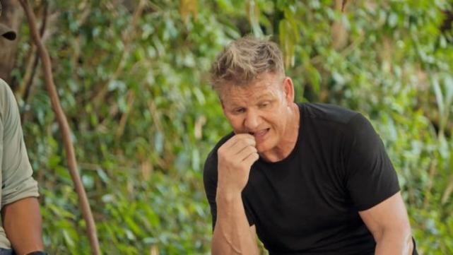 戈登拉姆齐大猩猩,戈登拉姆齐捕获野猪