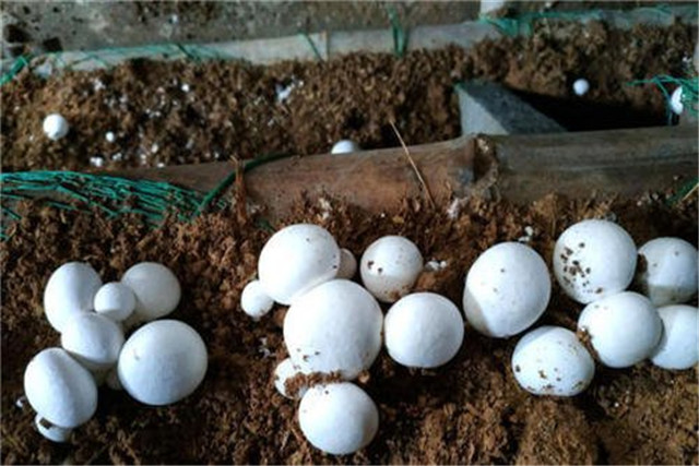 蘑菇栽培技术和管理,蘑菇栽培技术指导视频