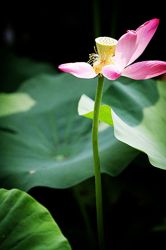 花开一季草木一秋人活一世,人活一世草木一秋花开花落
