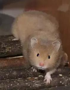 仓鼠的种类习性详细介绍,仓鼠有哪些亚种种类