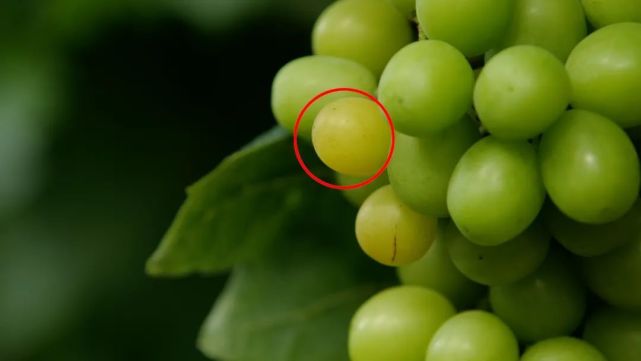 农村种植葡萄一年收入,80后小伙创业种葡萄