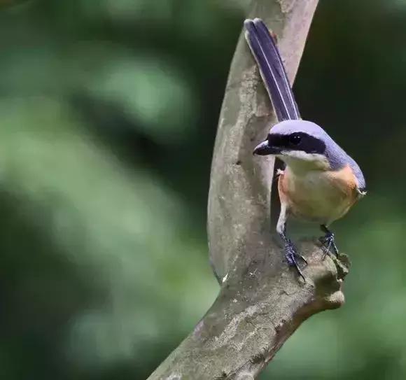 伯劳鸟饲养,没睁眼的伯劳怎样饲养