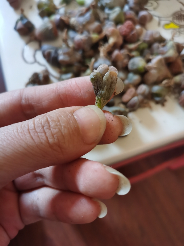 生石花网上购买靠谱吗,网购的生石花特别干巴怎么办