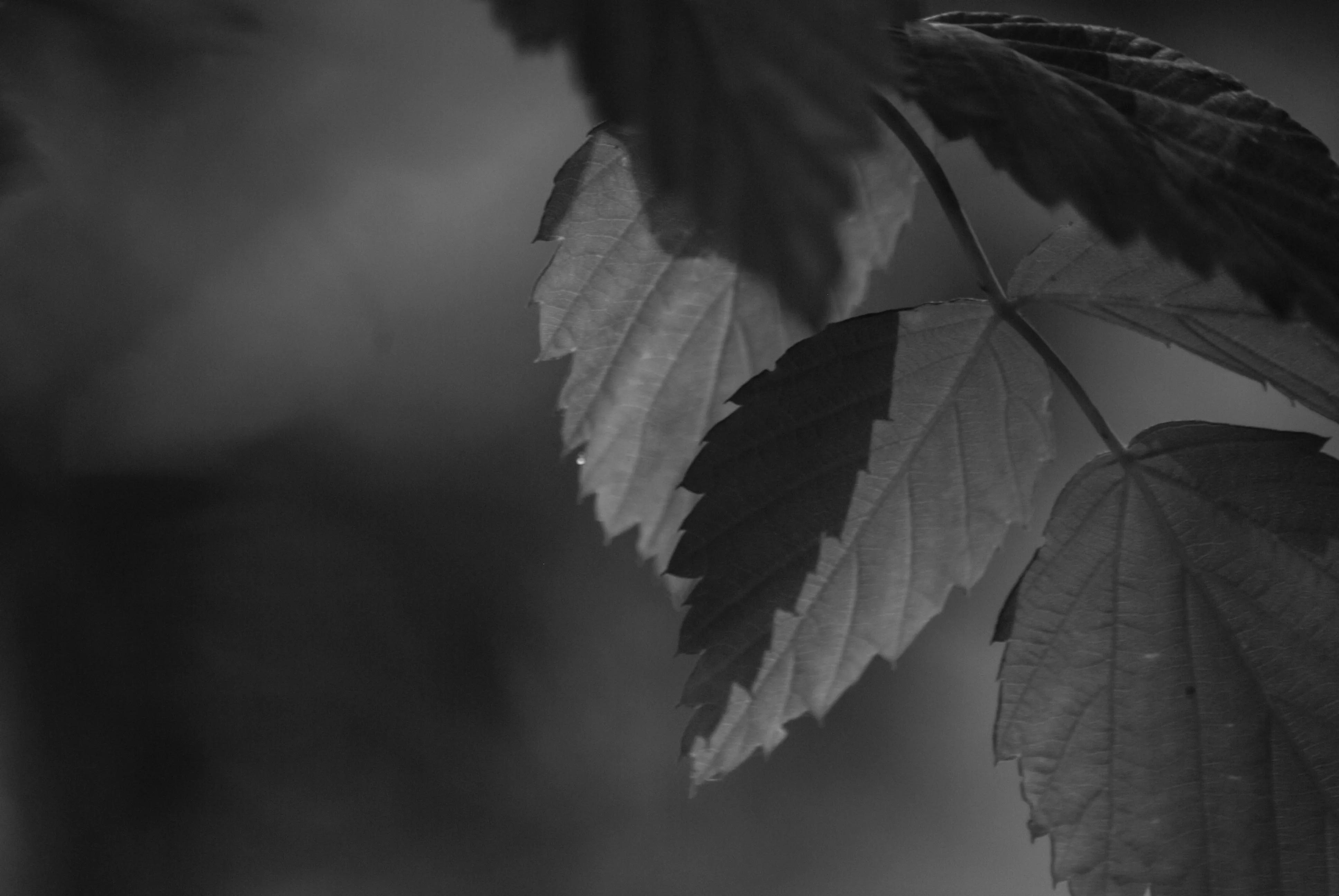 1000元二手全画幅单反相机推荐,2022最建议买的二手单反相机