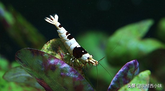 养观赏虾的基本知识有哪些,观赏虾的养殖方法和注意点有哪些