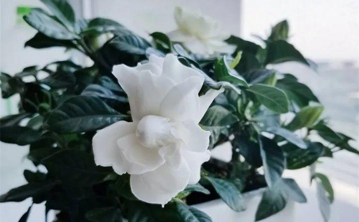 养花新手不知道养什么，就选这几种植物，轻松养爆盆