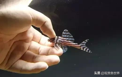 梦想的三湖世界持续建设中……方位:中国天津