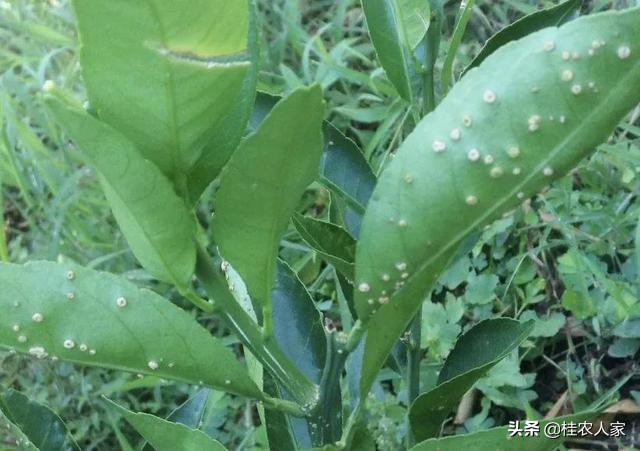 这个病害如果预防不到位，会对今年柑橘的产量和品质带来很大影响