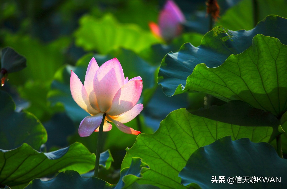 澶忚嚦宸茶嚦鑽疯姳鏅偣 (澶忚嚦宸茶嚦閭ｅ氨蹇樺嵈鐐庣儹鍘昏祻鑺卞惂)