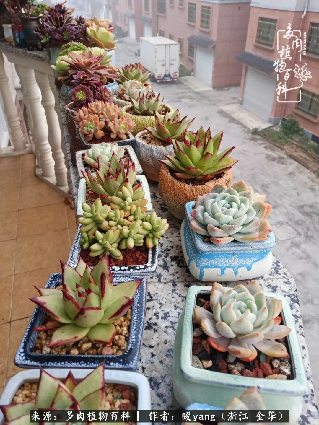 养多肉是业余的纯粹是爱好,每晚7点教您快速入门养多肉