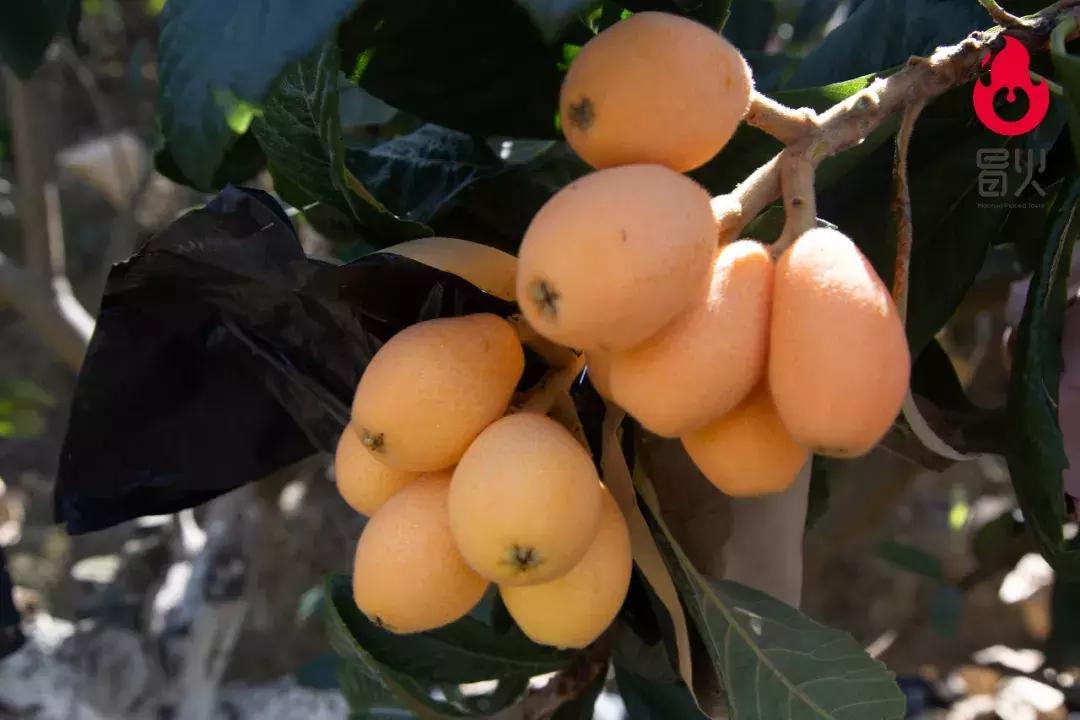 特级攀枝花米易枇杷新鲜大果,正宗四川龙泉驿大五星枇杷