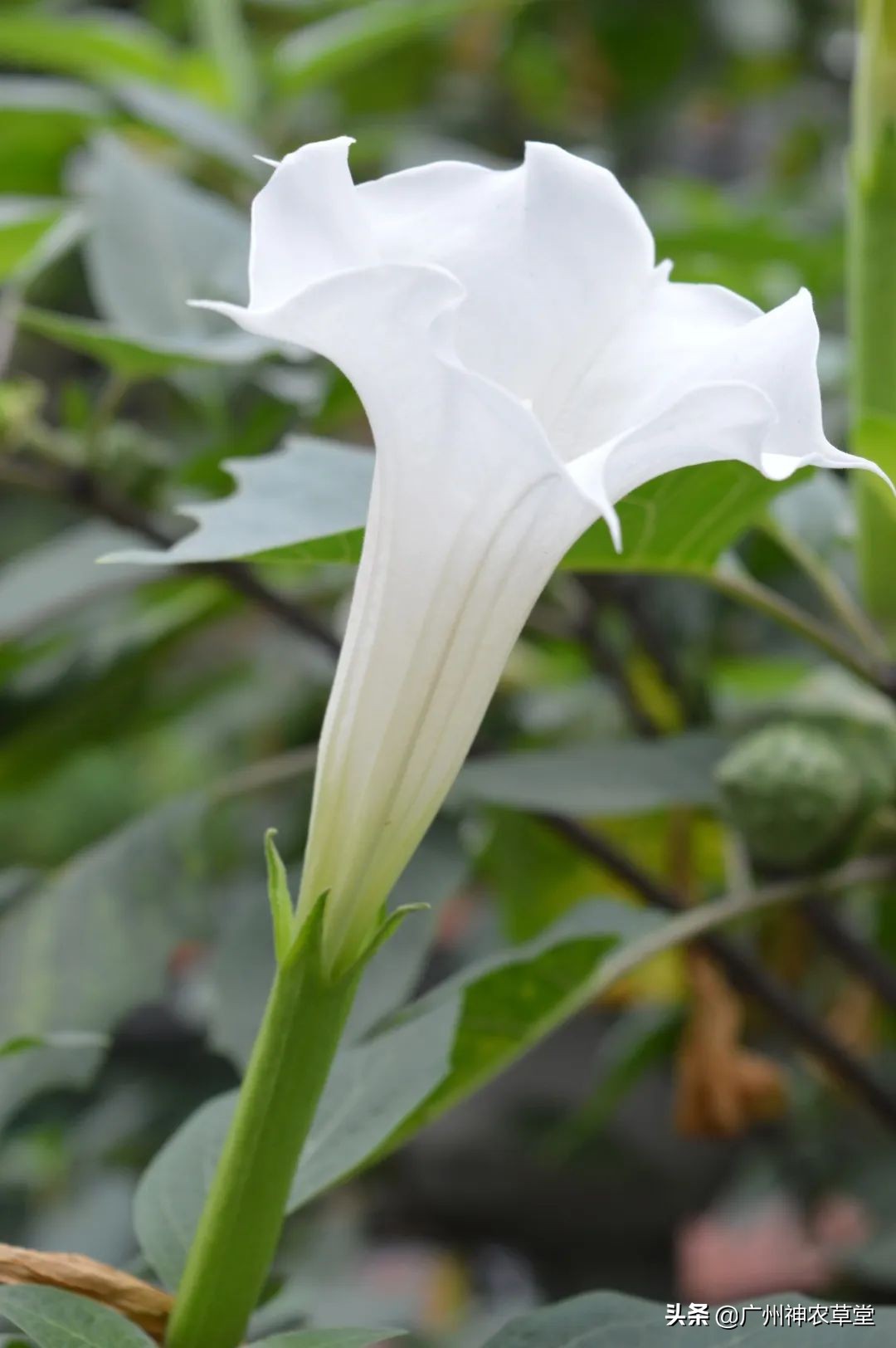 秋葵和曼陀罗长得像吗,如何辨别曼陀罗和龙葵