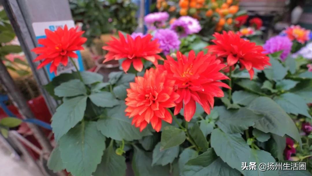 2元花盆批发,2元左右的花盆