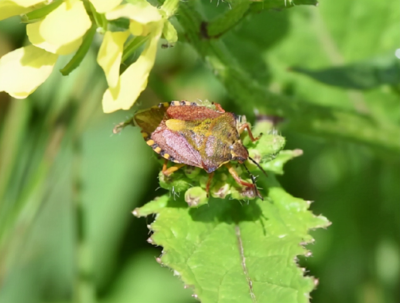 各种虫子美食大总结,关于虫子的重口味美食