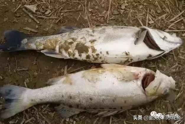 鲢鳙出血病防治方法,花白鲢败血症用什么药