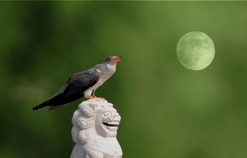 哀而不伤的哀是什么意思,成语哀而不伤