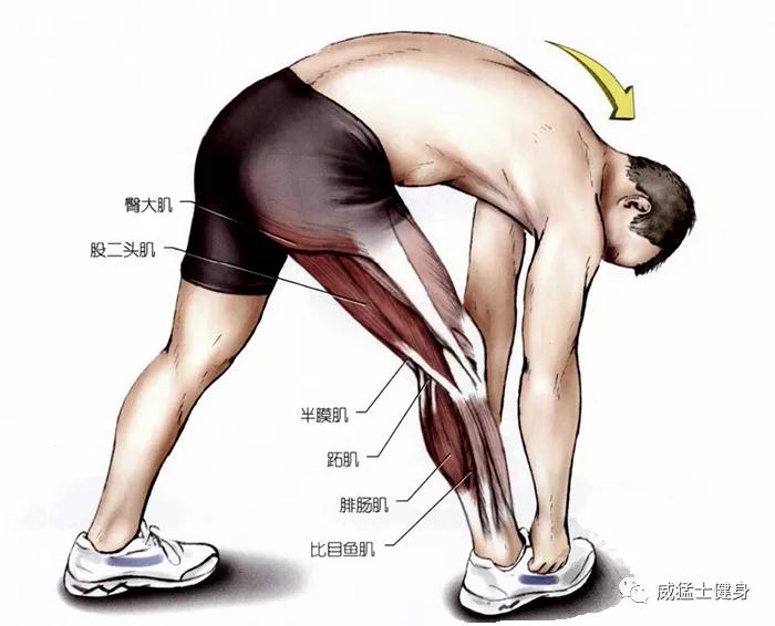 练习腿部内侧和后侧肌肉,腿部拉伸屈体前伸技巧