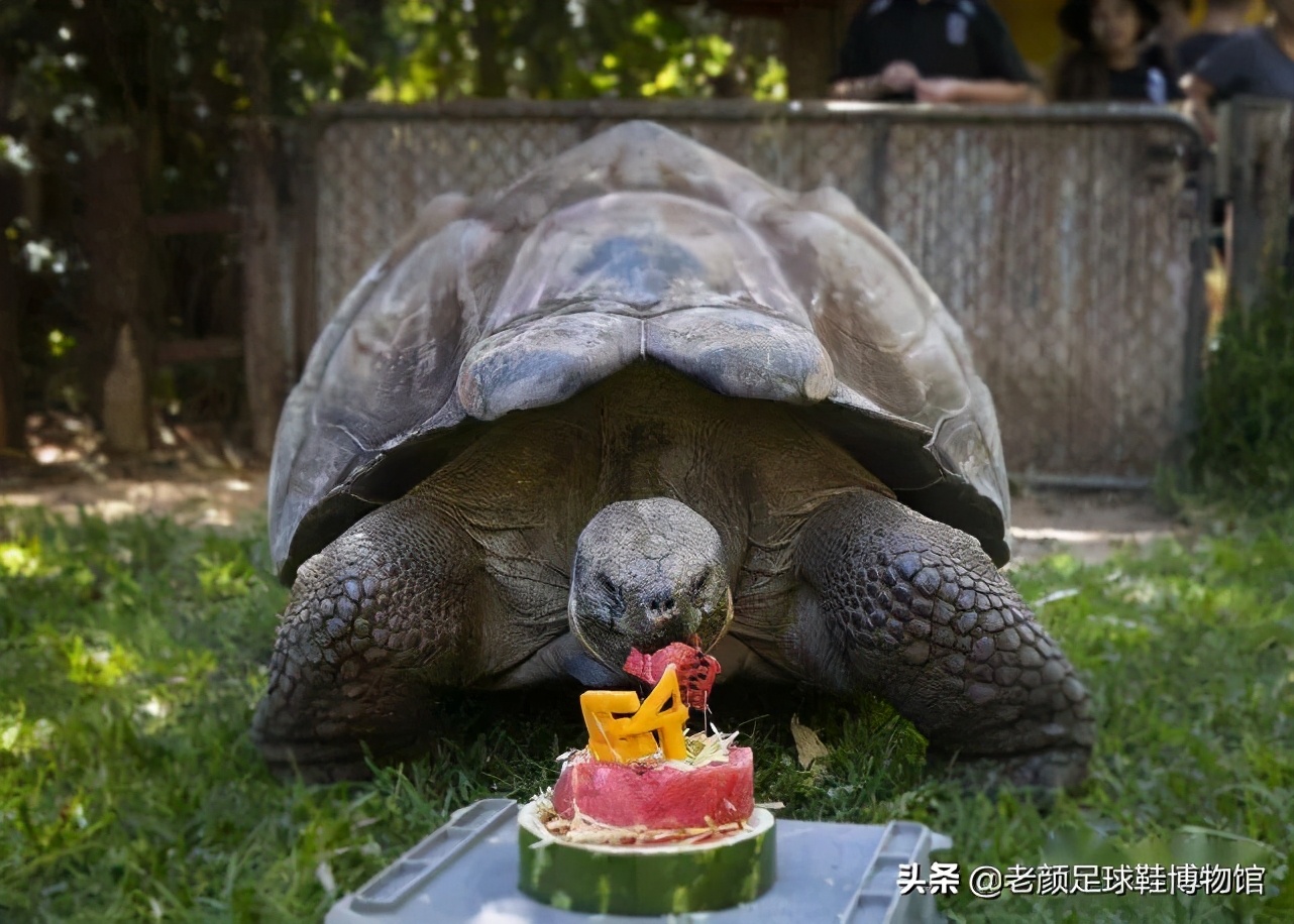 足球鞋胡尔克,胡尔克巴西刺绣足球鞋