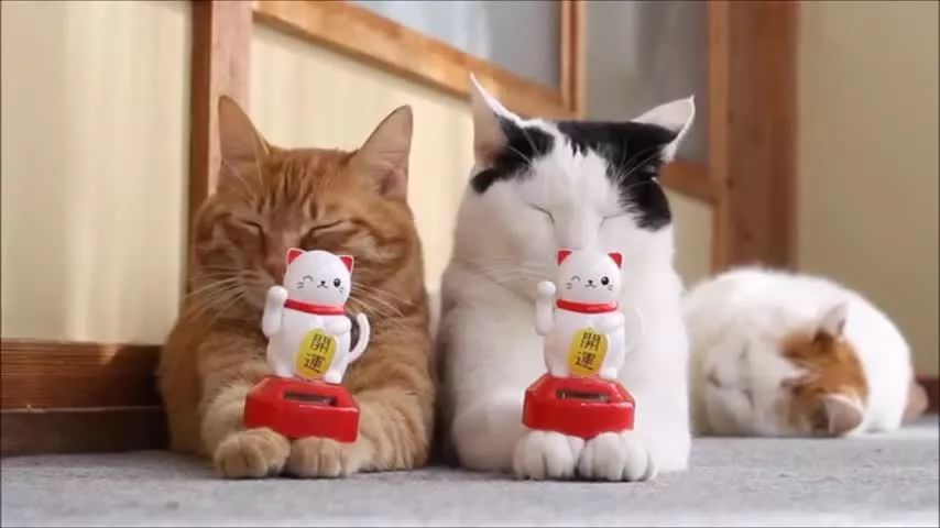 日本猫岛为什么有那么多猫,日本猫岛上为什么有这么多猫