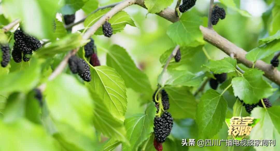 金字招牌|走，到德昌吃桑per！把嘴巴吃来亲妈都认不到的乌