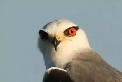 网红日本眼药水,日本网红眼药水