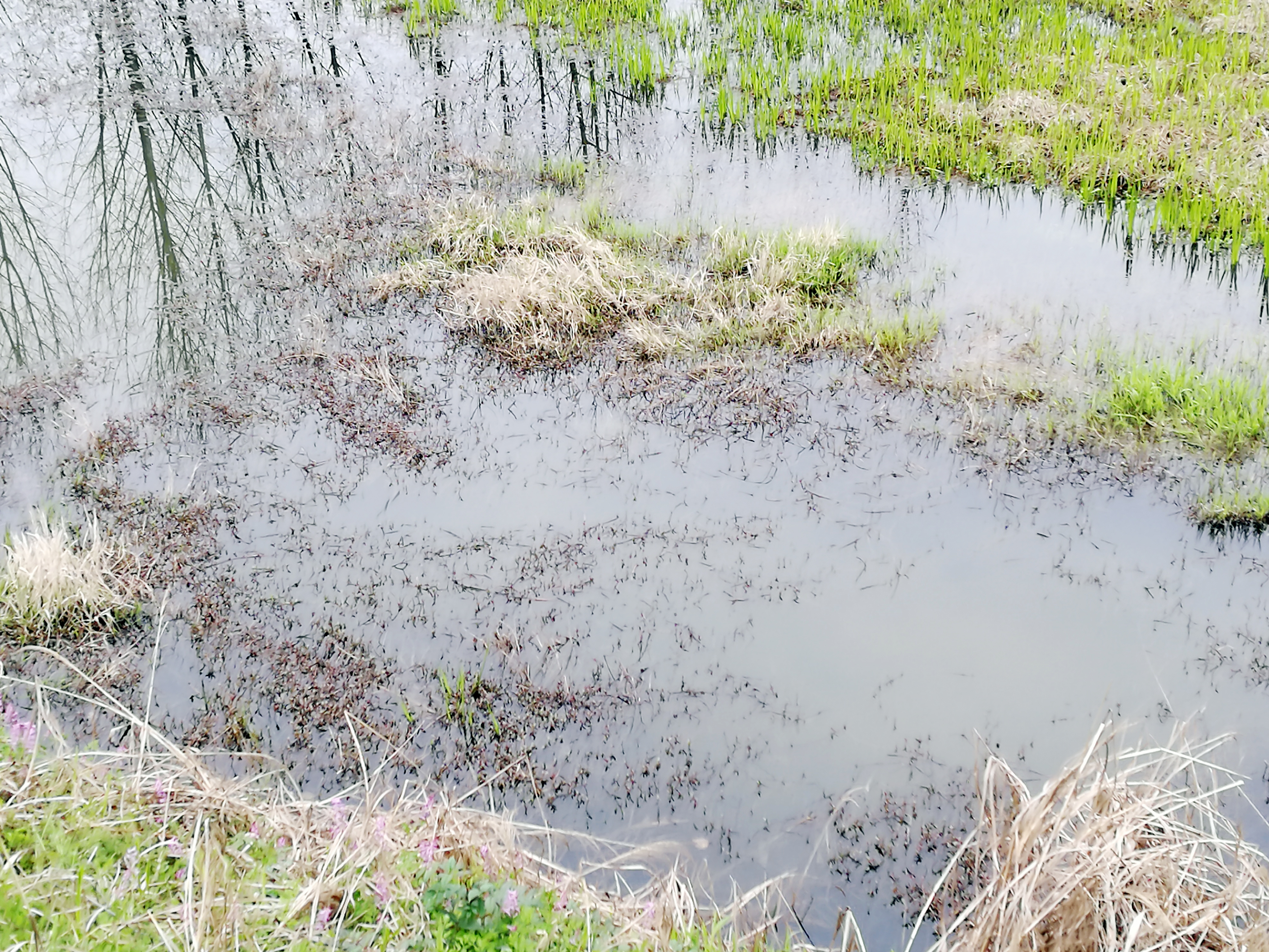 怎样钓黑鱼最好方法,黑鱼垂钓技巧