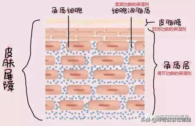 bbc珍珠面霜 (bbc沙棘面霜)