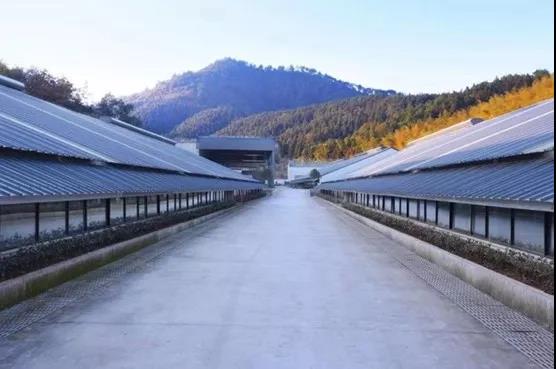 丁磊一千万养猪视频,起底丁磊养猪事业史