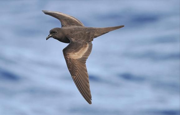 东江揽胜,惠州淡水常见鸟类图谱