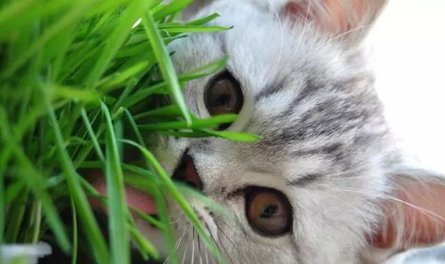 猫咪为什么天生爱吃猫草,为什么一定要给猫咪吃猫草