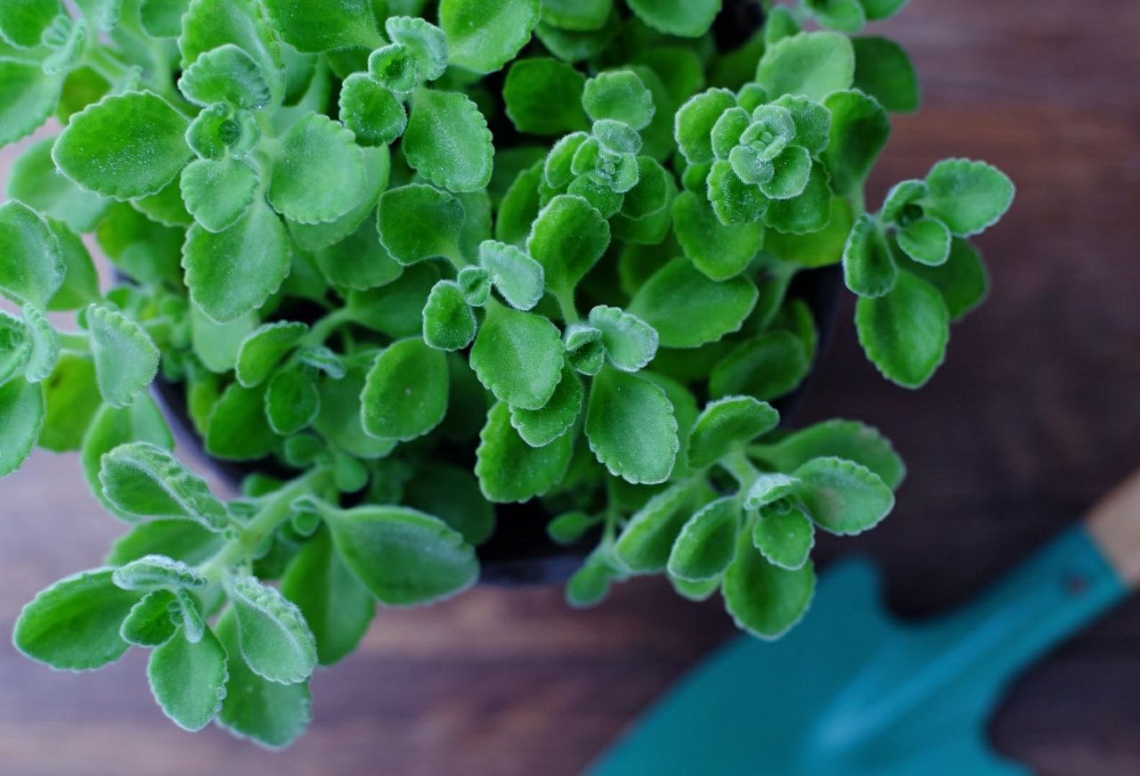 夏天到了家里有一些小飞虫怎么办,家里飞虫满天飞怎么消灭