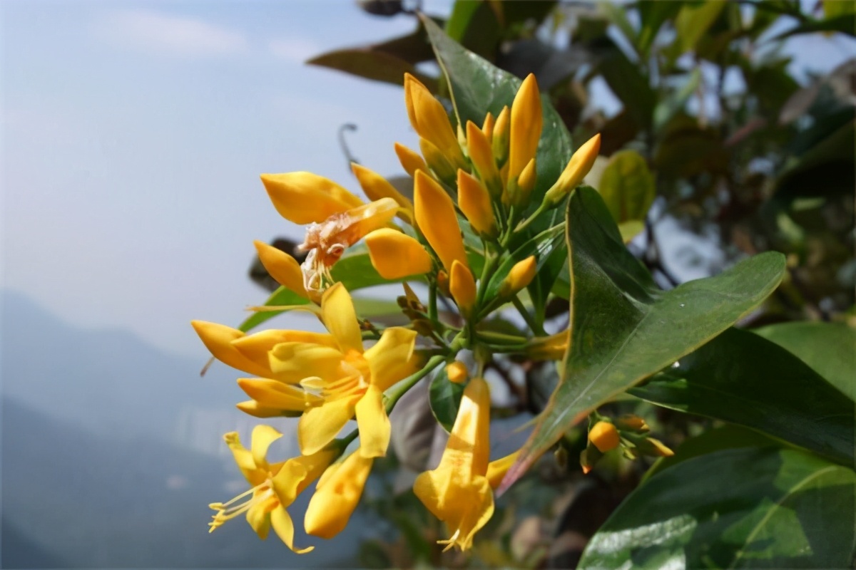 毒性极强的花,网红花的危害