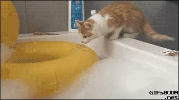 猫得了猫癣反复怎么办,猫得猫癣可以每天吃一颗蛋黄吗