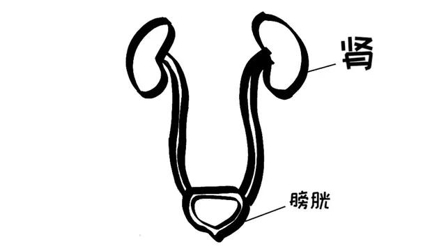 39岁男子深夜血尿突然肾衰竭,30岁男性肉眼可见血尿原因