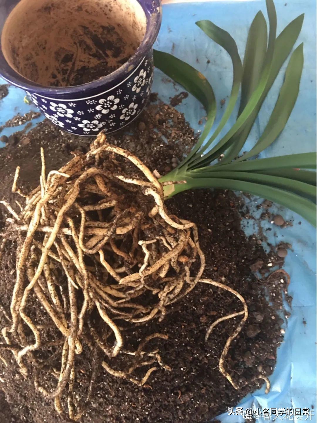 水里加点碳，根系壮得撑破盆，长出满盆萝卜根