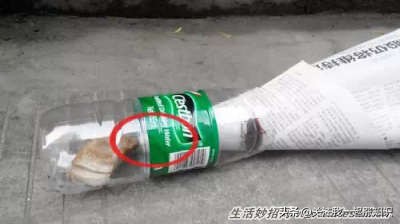 巧用矿泉水瓶捉蟑螂,矿泉水瓶除蟑螂最简单的方法